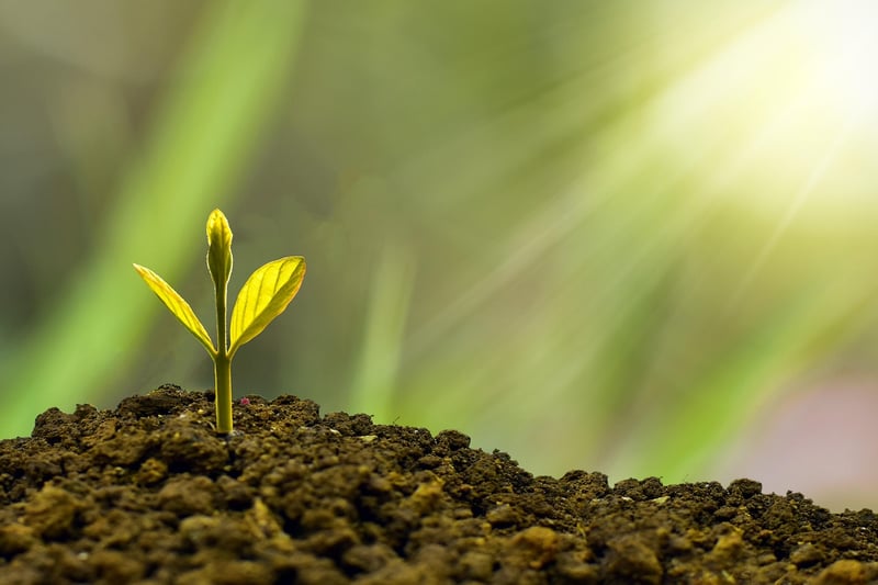 Fashionable sustainability